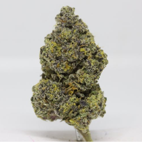 5 Star BROCKVILLE Gelato Glue Leafythings