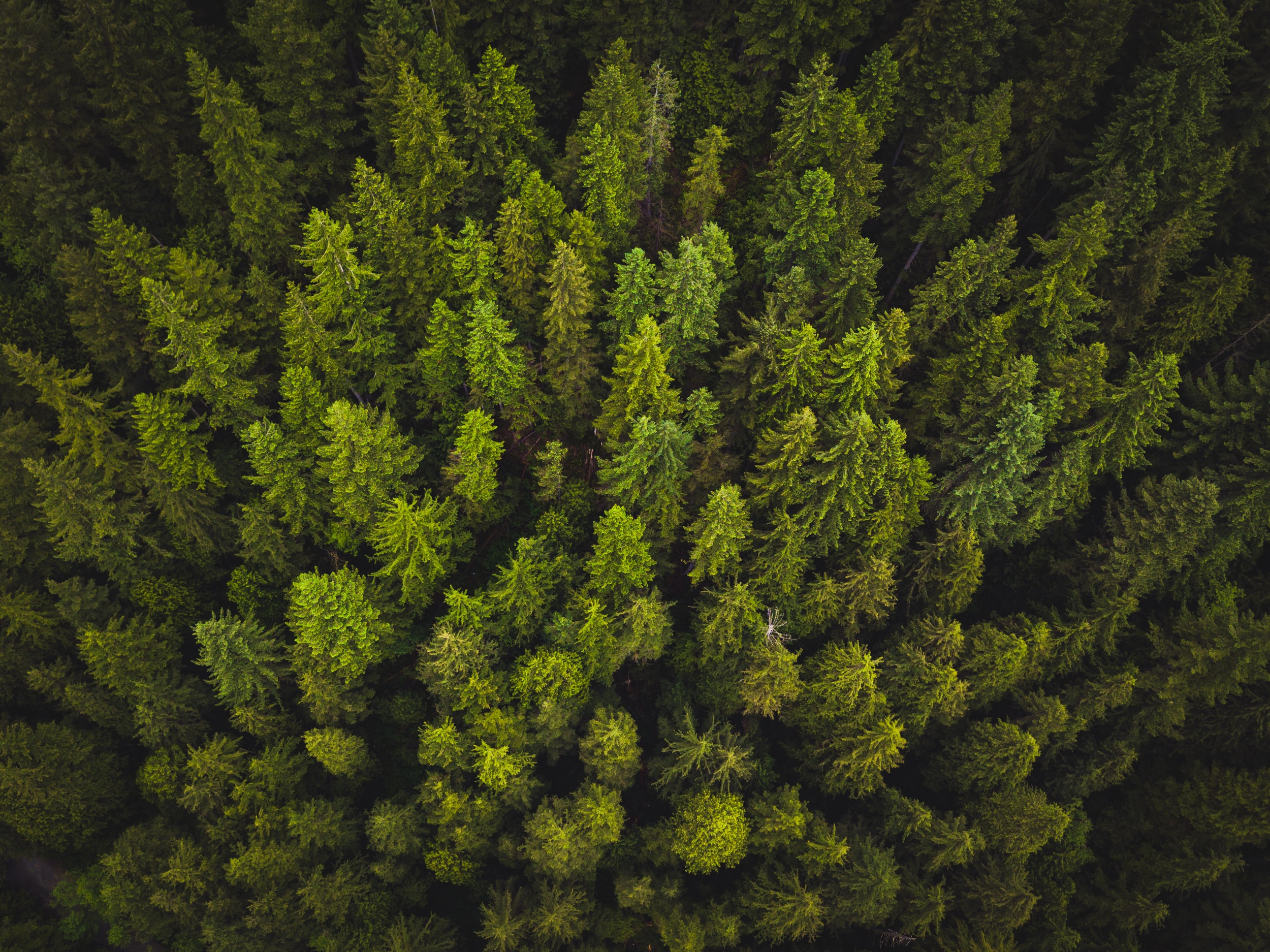7 Cannabis Strains with Canadian Roots