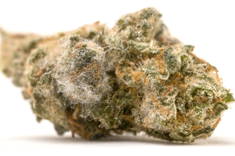 Moldy Cannabis Can Be Fatal 2020