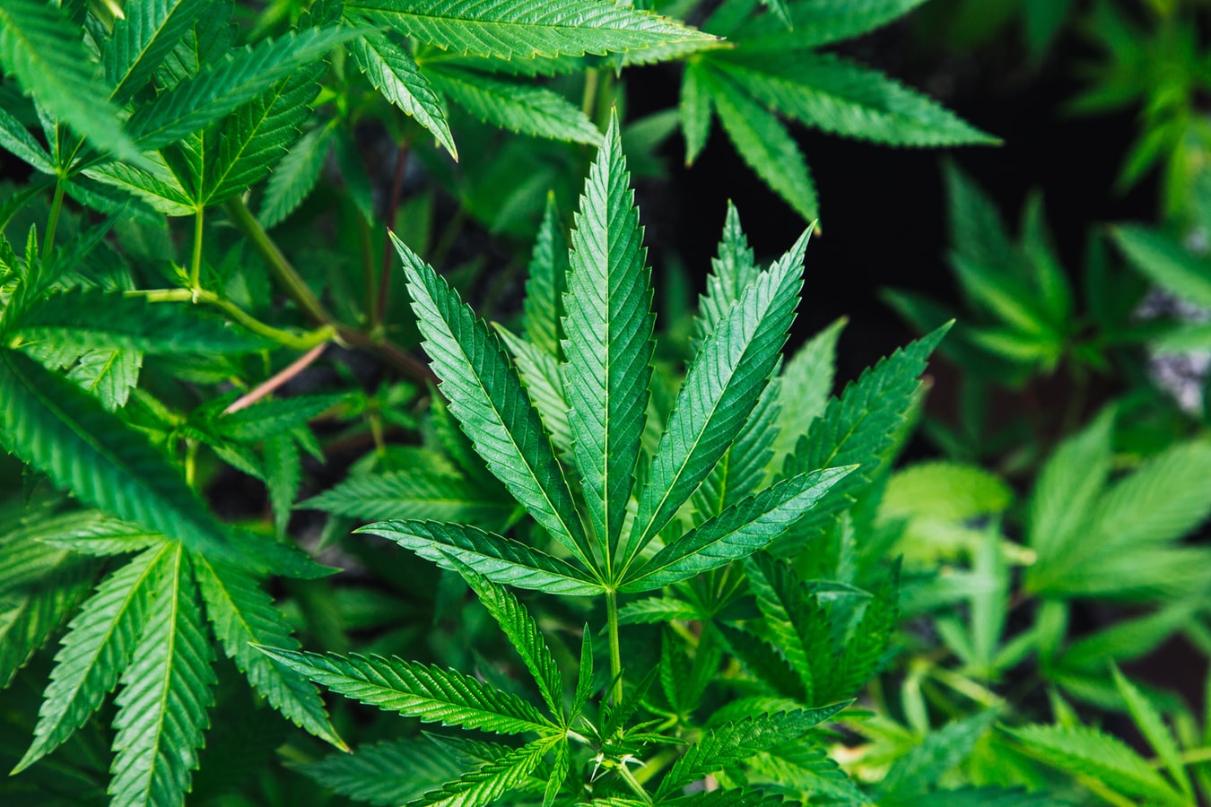 10 Interesting Facts you Didn't Know about Cannabis