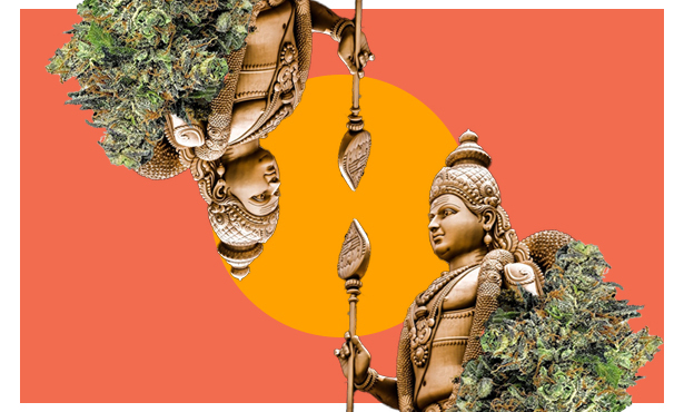 Hindu Kush Strain Information