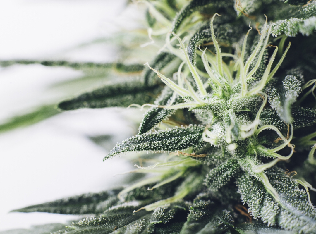 Best Cannabis Strains for Nausea