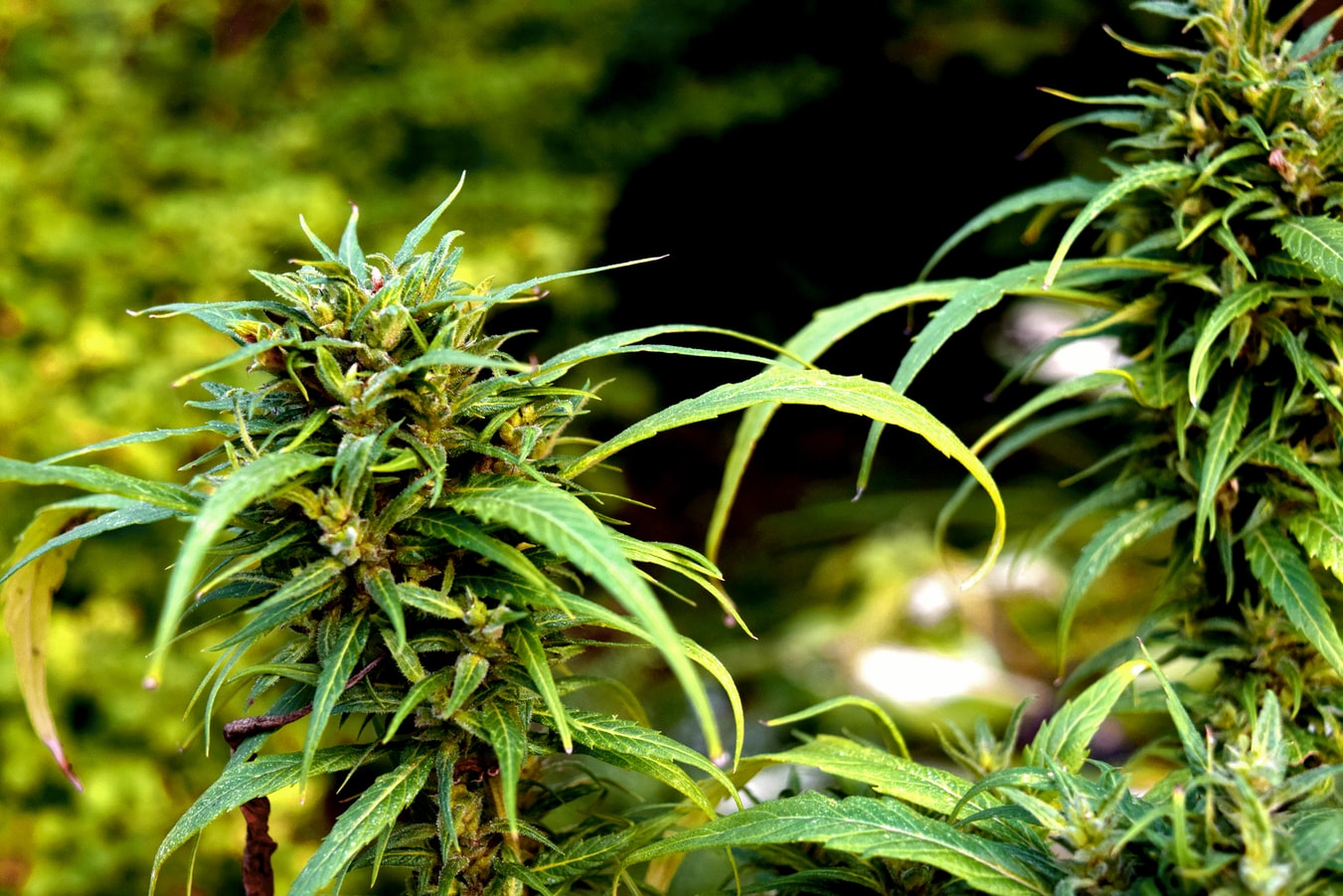 The Ultimate Guide to Smoking Weed