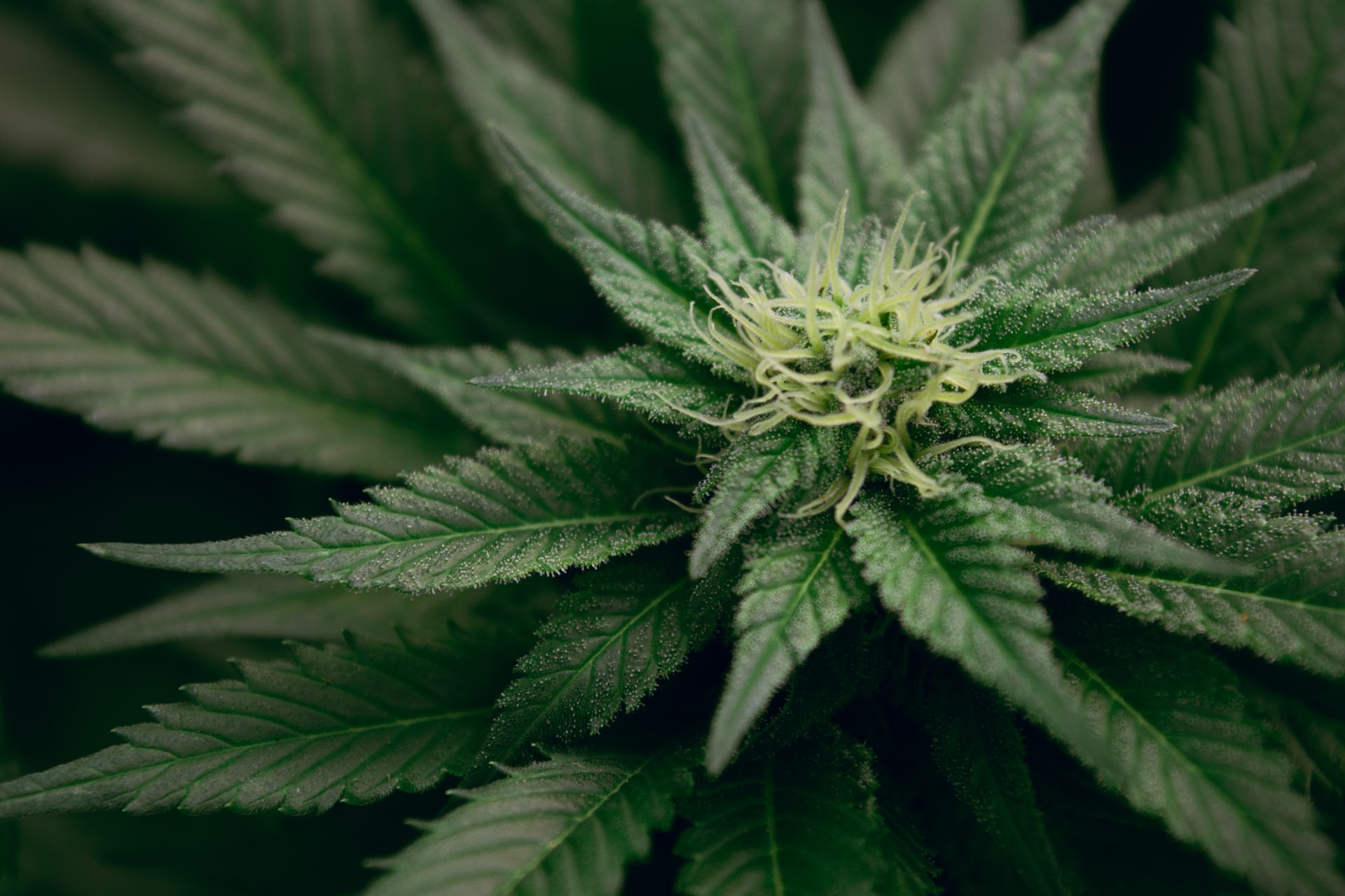 Cannabis Growers 101: Detecting Bad Bugs
