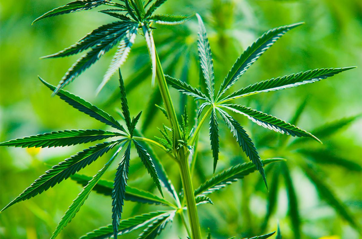 The Origins of 420 Debunked