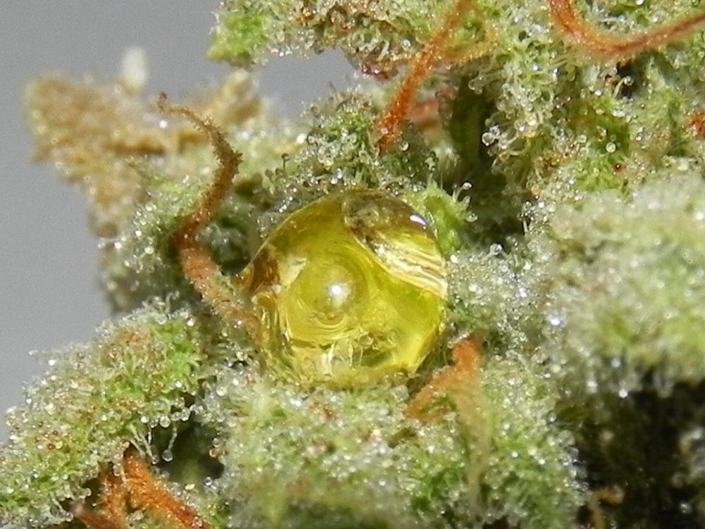 Sap Bubbles on a Pot Plant: Explained